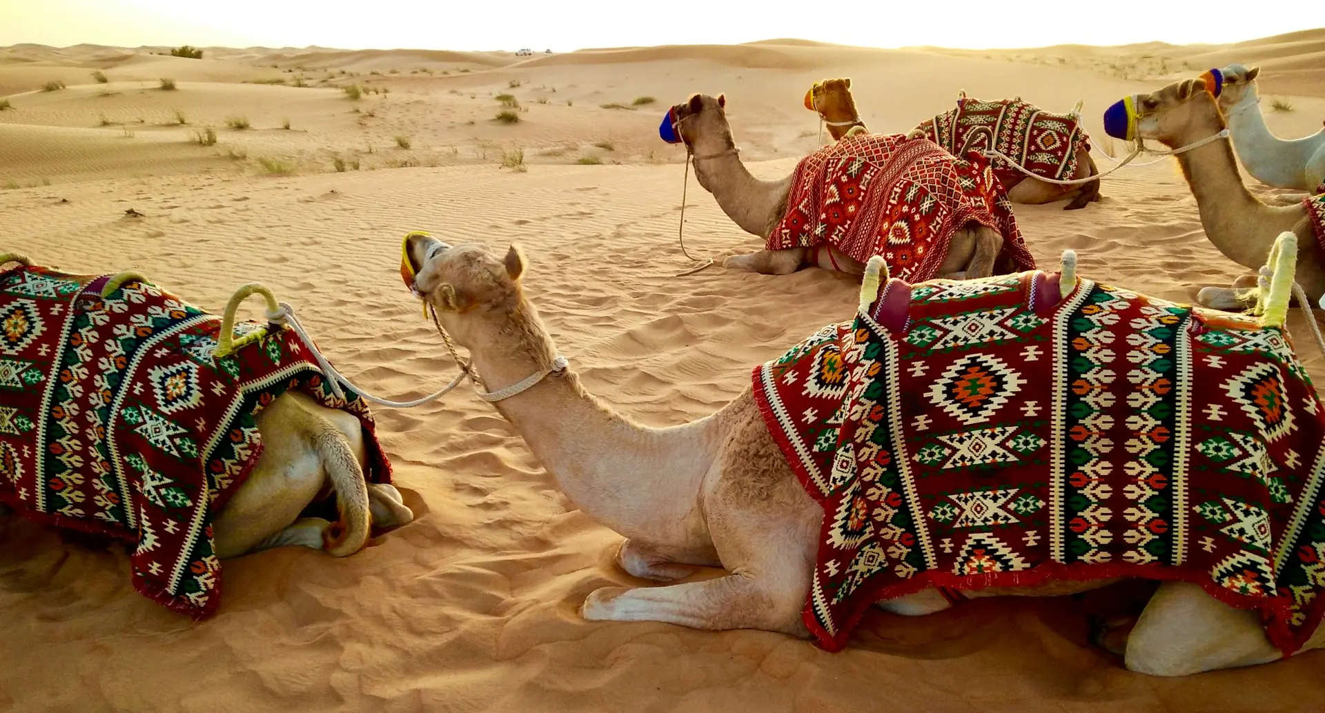 herd of camel sitting on desert sand